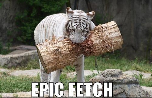 epic_fetch.jpg