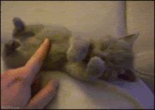 Kitten_stretching.gif