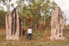 RayNorris_termite_cathedral_mounds.jpg