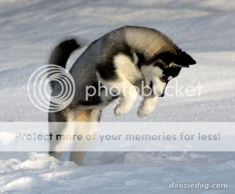 siberian-husky-puppy-picture.jpg