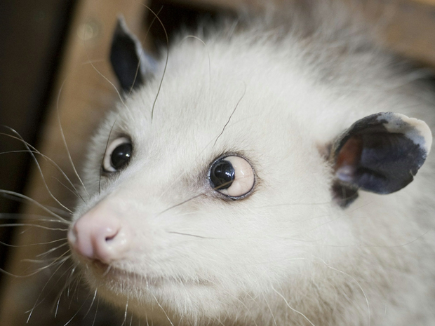 heidi-the-cross-eyed-oppossum.jpeg